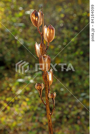 オオウバユリの開いた実に冬日差す－毘沙沢林道　福島県只見町 84164099