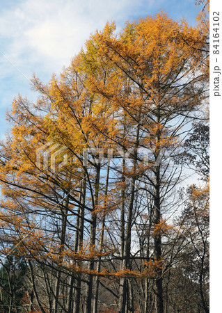 晩秋の空に映えるカラマツの紅葉-毘沙沢林道 福島県只見町 晩秋の空に映えるカラマツの紅葉-毘沙沢林道 福島県只見町 84164102