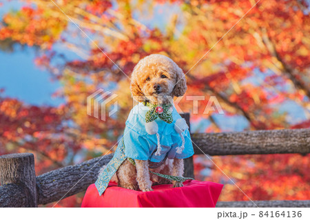 犬と紅葉の写真素材 [84164136] - PIXTA