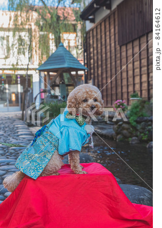 水の都と犬 84164612