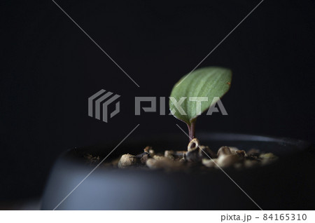 エリオスペルマム・クーペリ 84165310