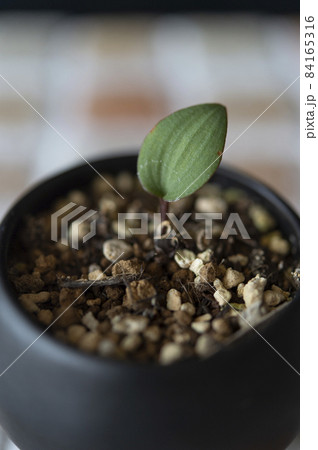 エリオスペルマム・クーペリ エリオスペルマム・クーペリ 84165316