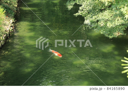 公園の池で悠然と泳ぐきれいで鮮やかな錦鯉 84165890