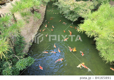 公園の池で悠然と泳ぐきれいで鮮やかな錦鯉の群れ 84165891