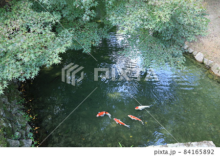 公園の池で悠然と泳ぐきれいで鮮やかな錦鯉 公園の池で悠然と泳ぐきれいで鮮やかな錦鯉 84165892