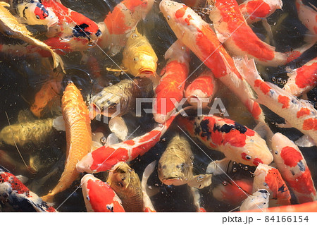 公園の池に群れをなして重なり合うように泳ぐ、きれいで鮮やかなたくさんの錦鯉 84166154