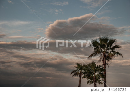 View of Toddy palm or Cambodian palm and Beautiful sky as the background. 84166725