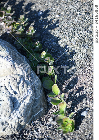 海浜植物・ハマゴウ（浜栲）の葉 84166869