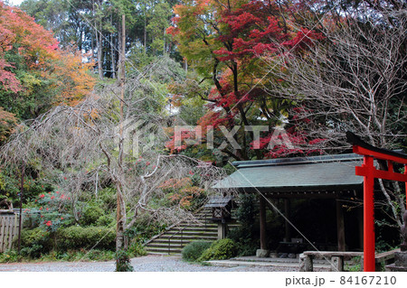 京都　秋の日向大神宮 84167210