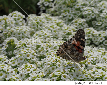 白い花の上で蜜を吸うヒメアカタテハチョウ 84167219