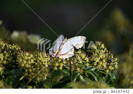 イシガケチョウ（石崖蝶） 84167442