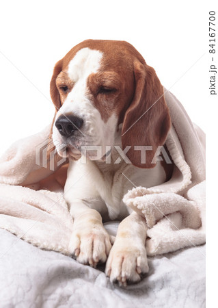 Beagle under blanket. 84167700