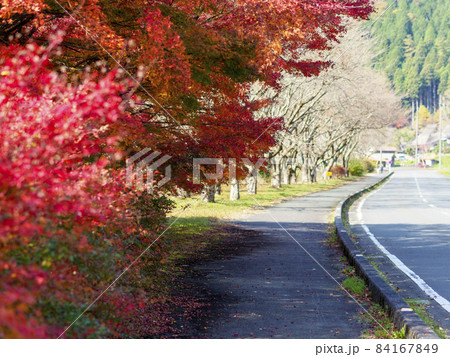 美山かやぶき由良里街道沿いの紅葉 84167849