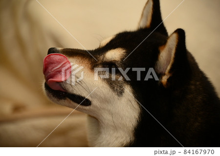 何か欲しい柴犬 84167970