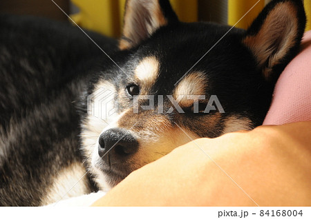 眠い柴犬 眠い柴犬 84168004