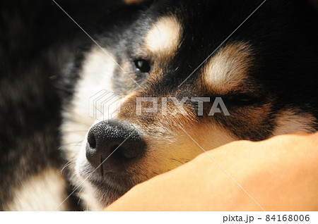眠い柴犬 84168006
