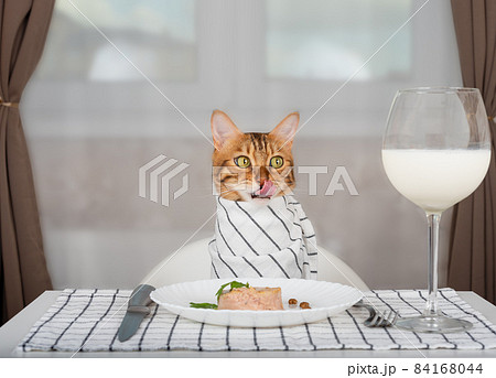 Bengal cat with bib waiting for food in the room 84168044