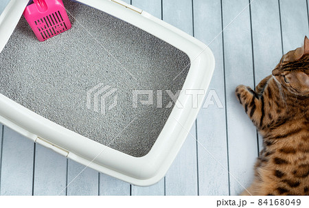 Cat litter tray with scoop and Bengal cat 84168049
