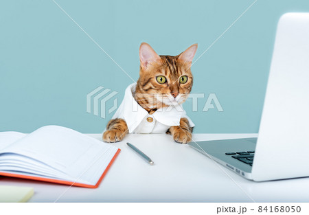 Cat - manager in a white shirt sitting in the office Cat - manager in a white shirt sitting in the office 84168050