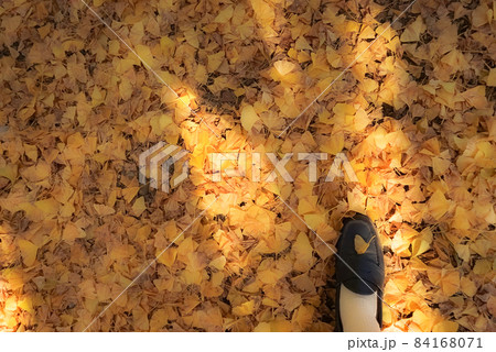 イチョウの葉っぱの絨毯 イチョウの葉っぱの絨毯 84168071