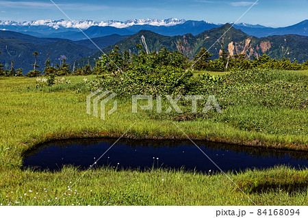夏の苗場山山上湿原から見る鳥甲山と残雪の北アルプス 84168094