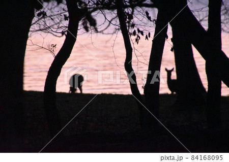 鹿のシルエット  84168095