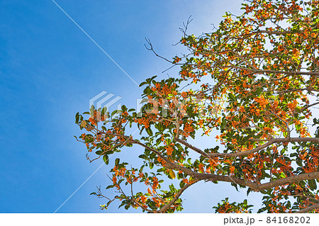 旧北陸トンネル群 84168202