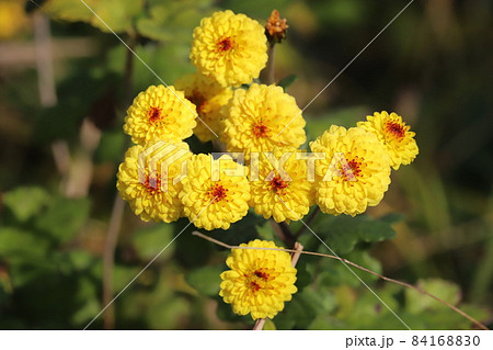 秋の庭に咲く黄色い小菊の花の写真素材