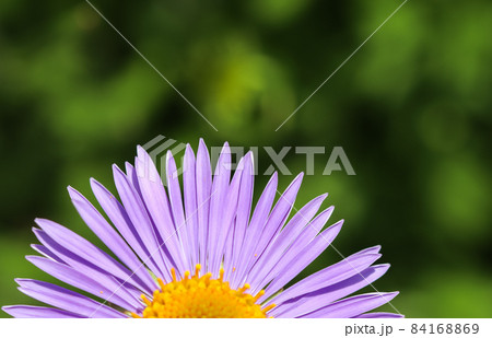 Alpine aster (Aster alpinus). Beautiful purple flowers with an orange center in the garden Alpine aster (Aster alpinus). Beautiful purple flowers with an orange center in the garden 84168869