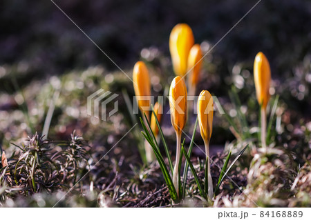 The first yellow crocuses in the spring garden. Botanical concept 84168889