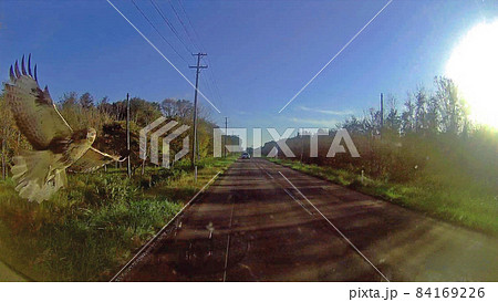ノスリ（秋田県大潟村）車のフロントガラスに飛び込んできた。ドラレコ動画の一コマ。鳥は無事飛び去る。 84169226