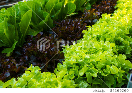 Beautiful organic Butterhead ,Mini Cos, green and red oak lettuce or Salad vegetable garden on the soil growing,Harvesting Agricultural Farming. Beautiful organic Butterhead ,Mini Cos, green and red oak lettuce or Salad vegetable garden on the soil growing,Harvesting Agricultural Farming. 84169260
