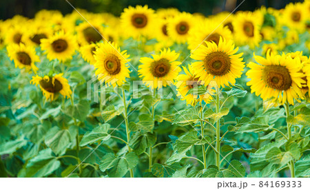 golden Sunflowers field at blooming farm agricultural Summer sunset and bright sun lights background in Thailand 84169333
