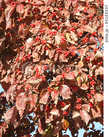 真っ赤に色づいたハナミズキの実と葉 84169397