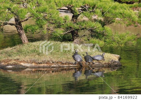 縮景園 跨虹橋 縮景園 跨虹橋 84169922