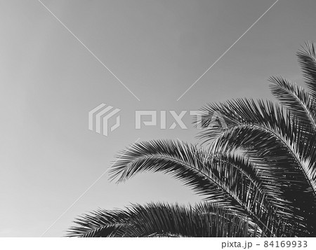 Summer holiday and tropical nature concept. Palm tree in summertime as vintage black and white, monochrome background Summer holiday and tropical nature concept. Palm tree in summertime as vintage black and white, monochrome background 84169933