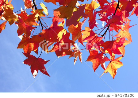 紅葉してた葉が赤く色づいて青空に映えコントラストが凄い。秋の空は深く染みきって秋風も頬にヒンヤリ 紅葉してた葉が赤く色づいて青空に映えコントラストが凄い。秋の空は深く染みきって秋風も頬にヒンヤリ 84170200
