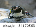 岩の上で休むフンボルトペンギン（ズーラシア） 84170563