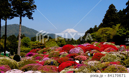 山のホテルツつつじシャクナゲ庭園と富士山 84170671