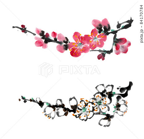 水墨画技法で描いた紅梅と白梅のイラスト素材 [84170784] - PIXTA