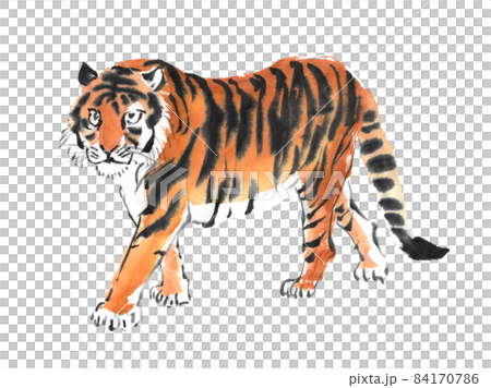 用水墨畫技法繪製的一隻行走的老虎 84170786