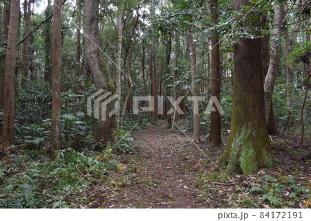 鹿島神宮の森、茨城県鹿嶋市 鹿島神宮の森、茨城県鹿嶋市 84172191