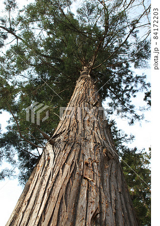 あすなろ_北海道 あすなろ_北海道 84172203