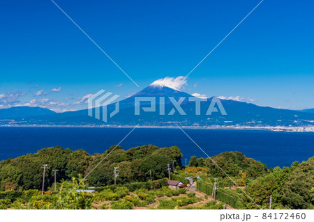 （静岡県）伊豆西浦みかん、後方に富士山 84172460