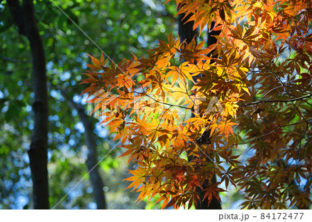 紅葉 84172477