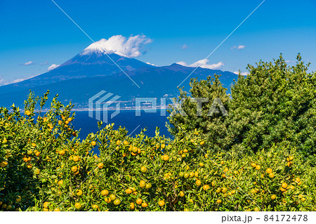 (静岡県)伊豆西浦みかん、後方に富士山 (静岡県)伊豆西浦みかん、後方に富士山 84172478