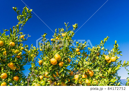 （静岡県）伊豆西浦みかん 84172752