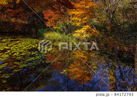 【福島県】秋の矢ノ原湿原05 【福島県】秋の矢ノ原湿原05 84172793