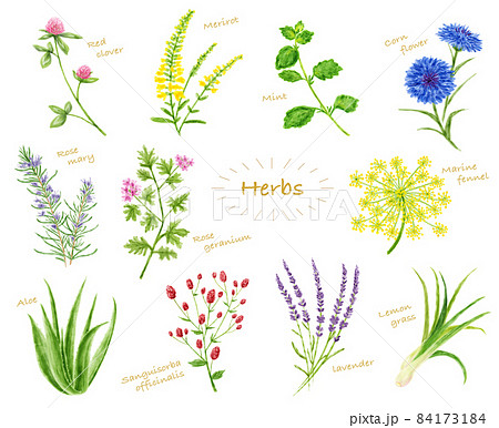 水彩イラスト　ハーブセット 84173184