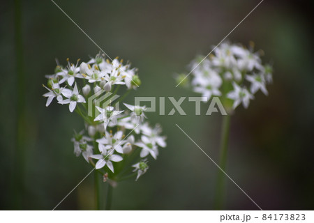 満開の韮の花 84173823